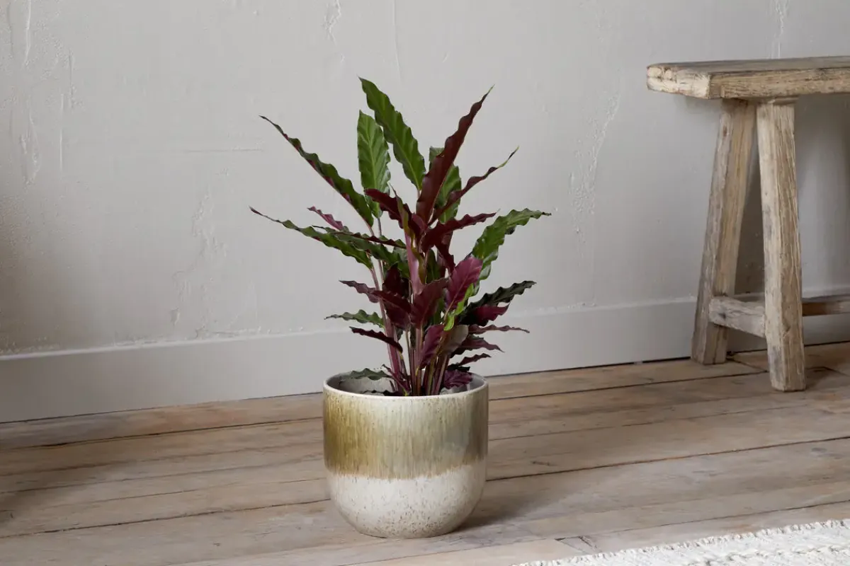 Indoor Planters^Nkuku Almeida Reactive Glaze Plant Pot - Olive & Natural