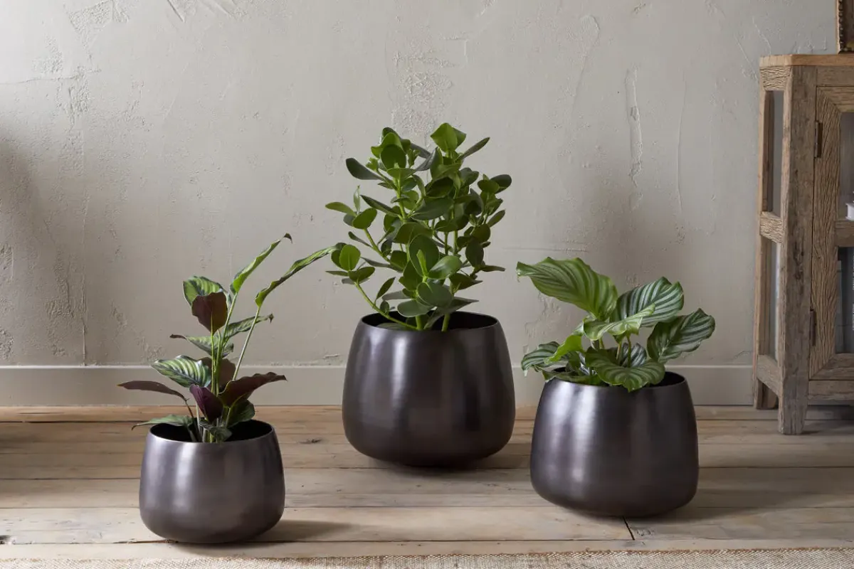 Indoor Planters^Nkuku Maliki Plant Pot - Aged Bronze