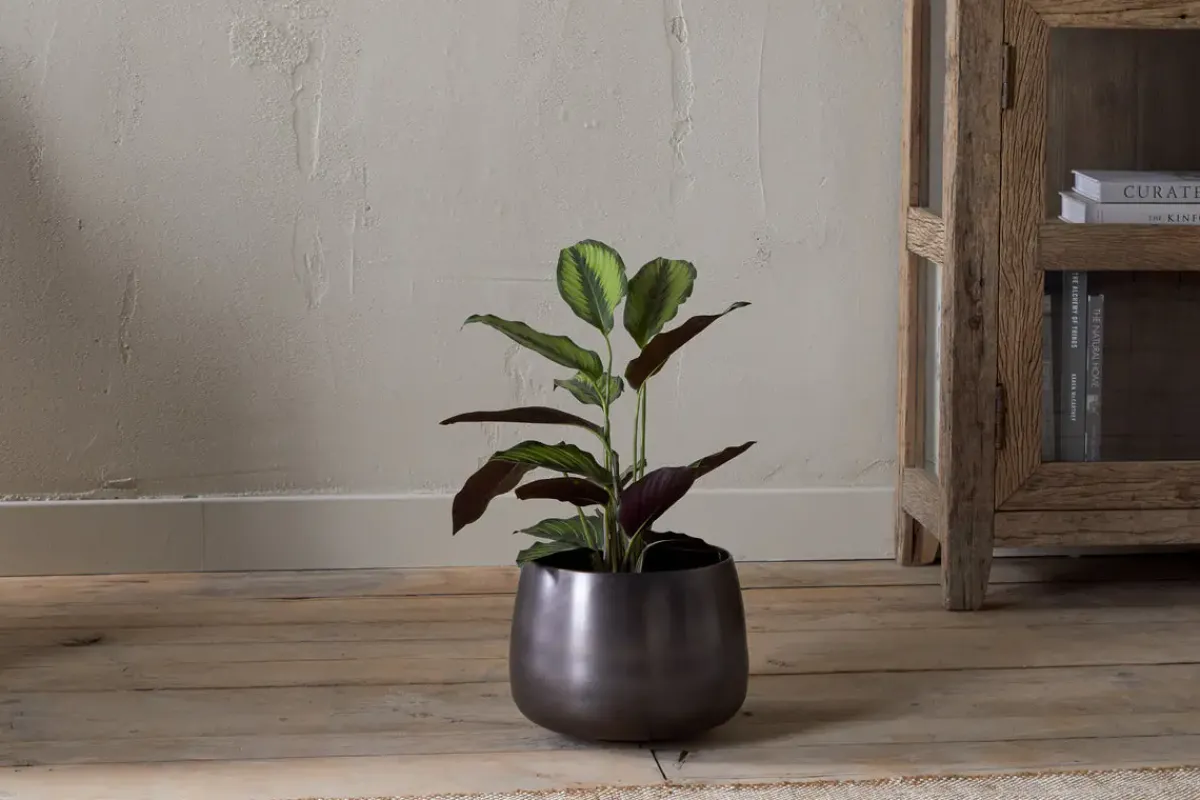 Indoor Planters^Nkuku Maliki Plant Pot - Aged Bronze